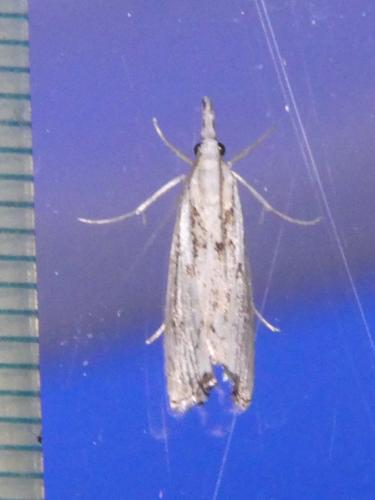 Réf. 309 195 : Catoptria falsella